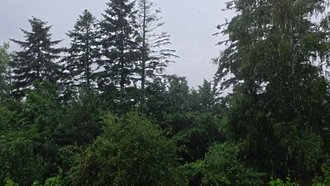 Heavy rain in woods at summer time Stock Footage 335231348