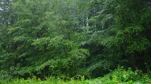 Heavy rain in woods at summer time Stock Footage 335233890