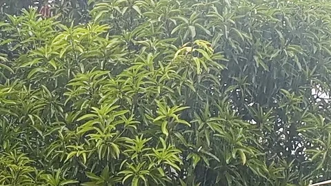 Heavy Rain Zoom on Lush Mango Tree Foliage During Monsoon Storm Stock Footage 346304132