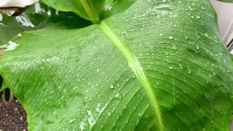 Heavy Raindrop hit banana leaf during rainy season. Stock-Footage 173576124