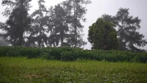 Heavy raindrops falling on grass with trees in the background, Heavy Wet Rain Video stock 308726722
