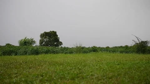 Heavy raindrops fell on the grass on the hill, Heavy Rain Wet Video stock 308727056
