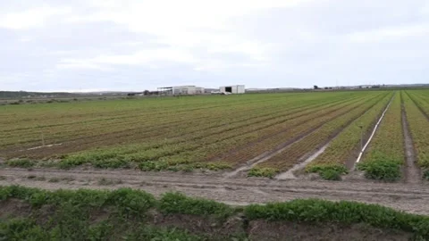 Heavy raines affect Andalusian crops, Lebija, ES - 16 Feb 2026 Stock Footage 329063654