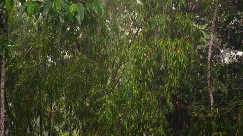 Heavy Rainfall in the Amazon rainforrest Stock Footage 112418904