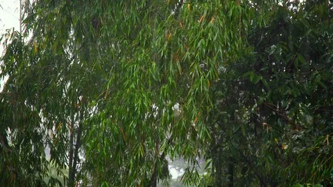 Heavy Rainfall in the Amazon rainforrest Видео 112418989