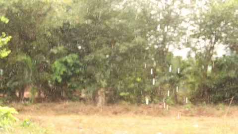 Heavy rainfall in the bush Stock Footage 172084217