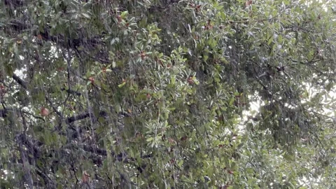 Heavy rainfall on California oak tree Stock Footage 308593111
