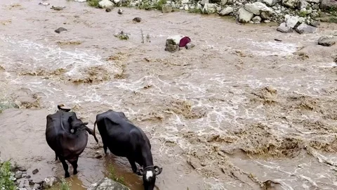Heavy Rainfall Causing Flooded Stream with Muddy Water Видео 339779483