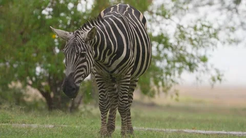 Heavy Rainfall Creates Stunning Wildlife Moment Stock Footage 333696158