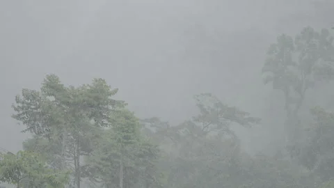 Heavy Rainfall in Dense Tropical Forest Covered in Thick Mist and Fog - S Log 3 Stock Footage 306193386
