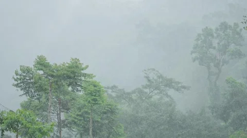 Heavy Rainfall in Dense Tropical Forest Covered in Thick Mist and Fog Stock Footage 306193443