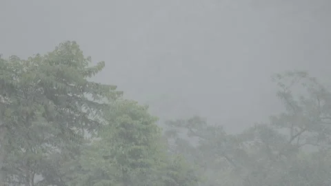 Heavy Rainfall in Dense Tropical Forest Covered in Thick Mist and Fog - S Log 3 Stock Footage 306193462