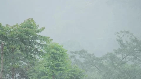 Heavy Rainfall in Dense Tropical Forest Covered in Thick Mist and Fog Stock Footage 306193474
