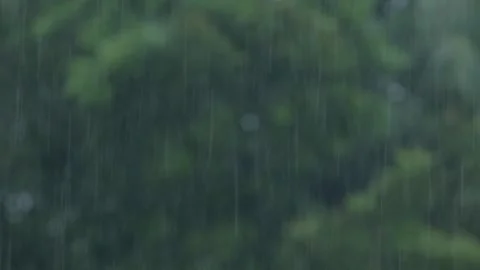 Heavy rainfall downpour during monsoon in forests of India Stock Footage 281231798