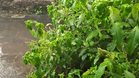 Heavy rainfall falling on leaves. Stock Footage 340908373