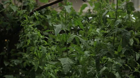 Heavy Rainfall Stock Footage 39185394