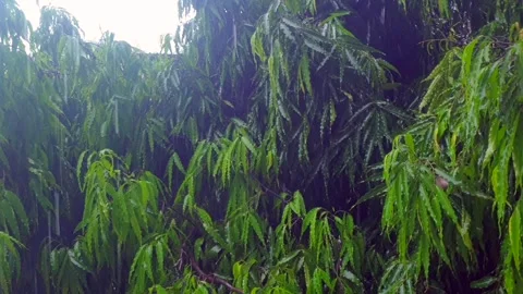 Heavy rainfall Stock-Footage 315971443