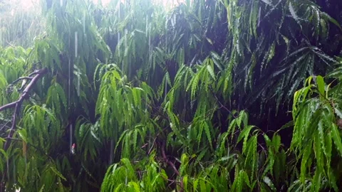 Heavy rainfall Stock-Footage 315971449