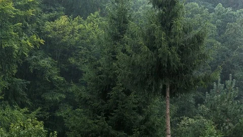 Heavy Rainfall Forest Trees Stock Footage 95274332