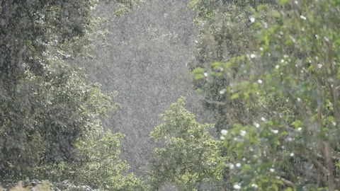 Heavy Rainfall in Forest While Sun is Out. Slow Motion. Stock Footage 83240204
