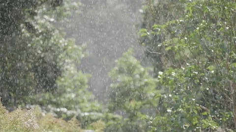 Heavy Rainfall in Forest While Sun is Out. Slow Motion and Racking Focus. Stock Footage 83240494