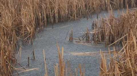 HEAVY RAINFALL IN MARSH Stock Footage 50776072