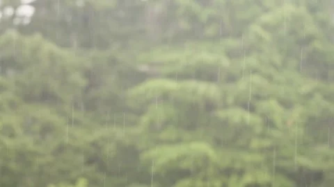 Heavy Rainfall in Oregon Pine Forest Stock Footage 257291647