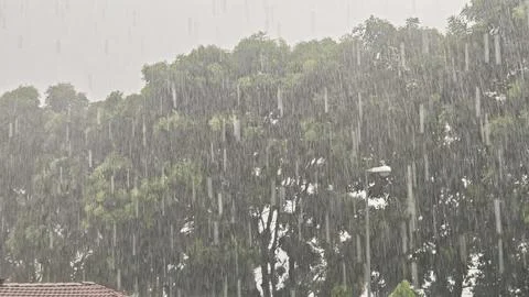 Heavy Rainfall Over Green Trees Stock Photos