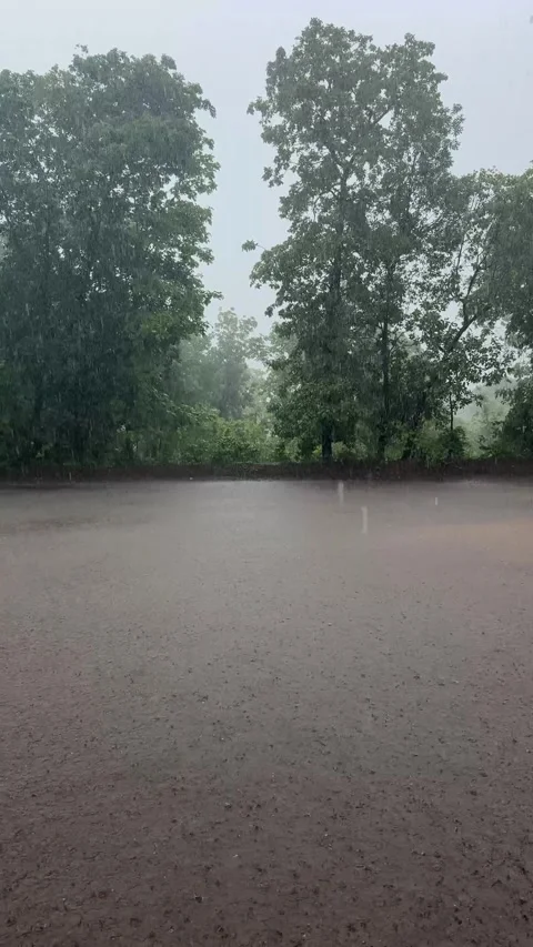 Heavy rainfall over lush paddy fields in rural Maharashtra during monsoon. Stock Footage 341304564