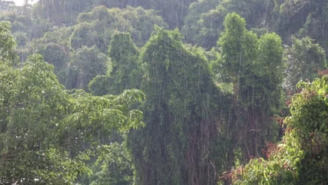 Heavy rainfall over a lush tropical rainforest canopy in Brazil. Stock Footage 329539898