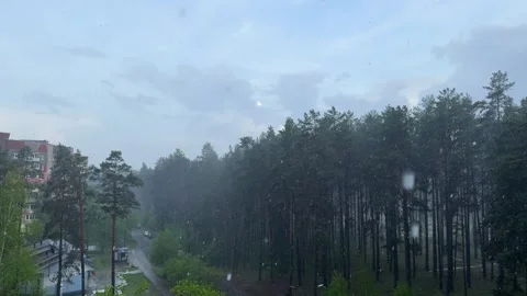 Heavy rainfall over a pine forest near city buildings Stock Footage 336103835