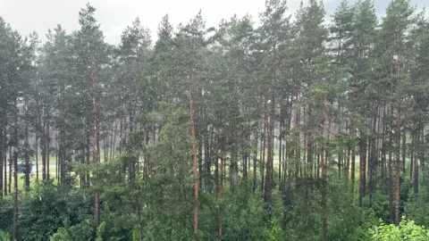 Heavy rainfall over a pine forest, the trees are wet and green Stock Footage 337359861