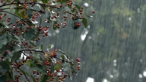 Heavy rainfall over rowan mountain ash tree Sorbus Aucuparia branches dripping Stock Footage 346885465