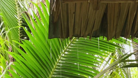 Heavy rainfall on palm tree hut, raindrops falling from roof on vegetation Video stock 204792848
