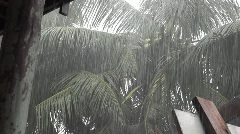 Heavy rainfall, palm trees in Funafuti, Tuvalu HD Video Stock Footage 64799837