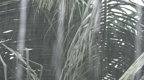 Heavy rainfall, palm trees, water dripping in Funafuti, Tuvalu HD Video 動画素材 64819187
