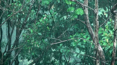 Heavy rainfall in rain forest Stock Footage 25420452