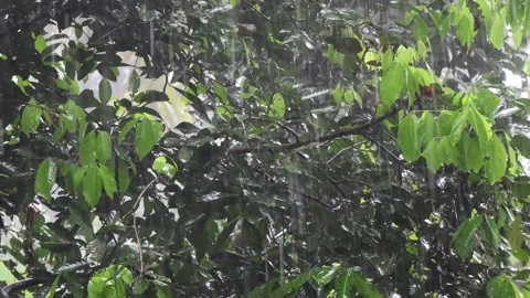Heavy rainfall. Rain water falling on the leaves of Rambutan tree. Video stock 253055599