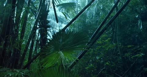 heavy rainfall in rainforest