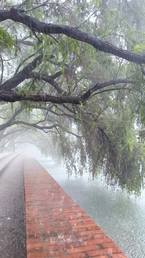 Heavy Rainfall, Tree Covered Walkway, Monsoon Weather, Misty Outdoor Nature.. Video stock 336919617