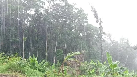 Heavy Rainfall in Tropical Forest with Misty Atmosphere Stock Footage 331727945