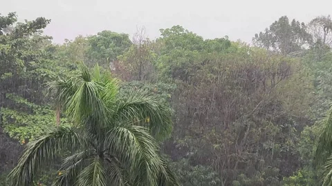 Heavy rainfall washes over the forest. Stock Footage 344058004