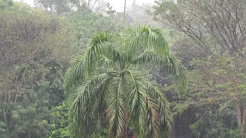 Heavy rainfall washes over the forest. Stock Footage 344058007