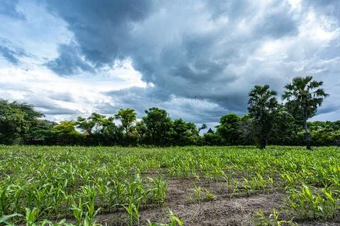 The heavy rainfall this year has resulted in hybrid corn Stock Photos
