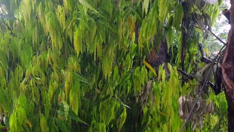 Heavy raining Video stock 274524759