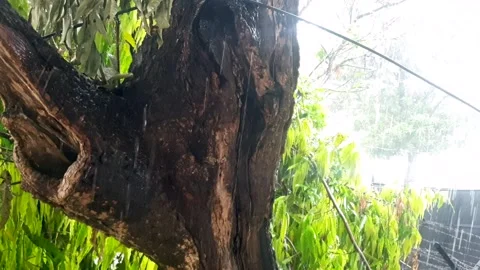 Heavy raining Video stock 274524788