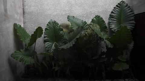 Heavy raining on large green leaves in Bali, Indonesia Stock Footage 133489475