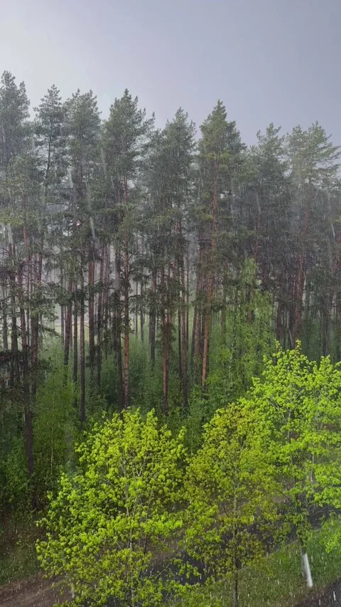 Heavy rains over pine forest in summer, foggy forest landscape  Video stock 336191395