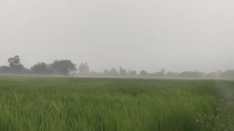 Heavy Rainstorm and Strong Wind Blowing Over Green Rice Field Stock Footage 344690148