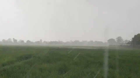 Heavy Rainstorm Downpour Over Green Paddy Rice Field, Misty Tropical Storm Stock Footage 345360883